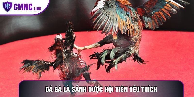 Đá gà là sảnh được hội viên yêu thích