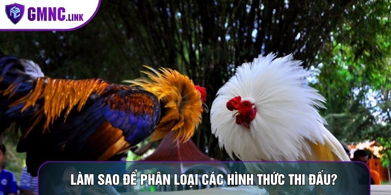 Làm sao để phân loại các hình thức thi đấu?