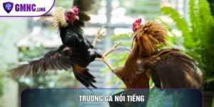 Trường Gà Nổi Tiếng: Tiêu Chuẩn Đánh Giá Sân Chơi Đá Gà